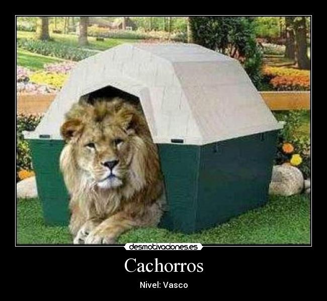 Cachorros - 