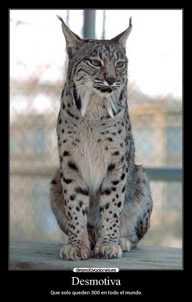 Imágenes y Carteles de LINCE Desmotivaciones