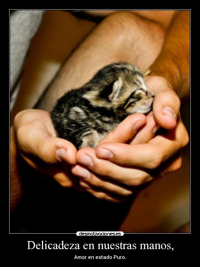 Delicadeza en nuestras manos, -
