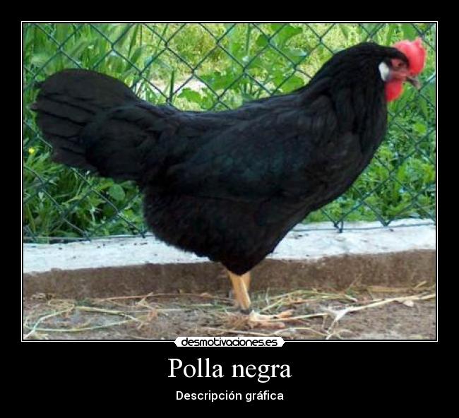 Polla negra Desmotivaciones Polla negra Desmotivaciones