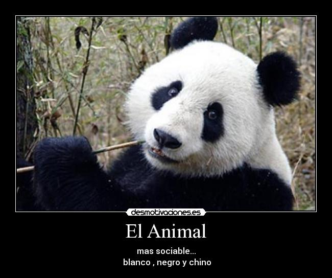 El Animal - mas sociable...
blanco , negro y chino