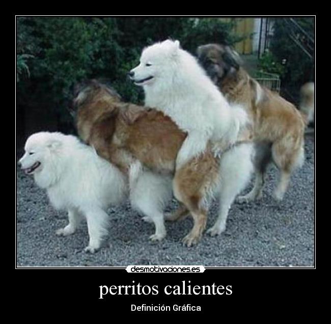 perritos calientes - Definición Gráfica