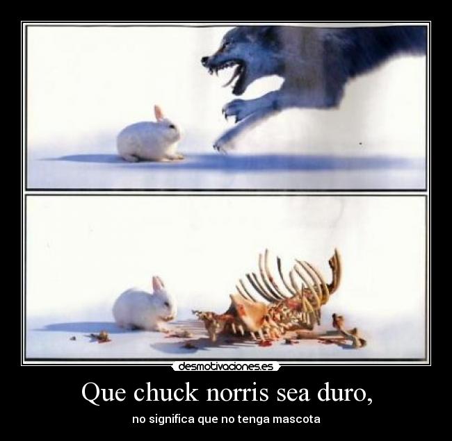 Que chuck norris sea duro, - no significa que no tenga mascota