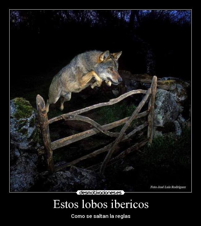 Estos lobos ibericos - Como se saltan la reglas