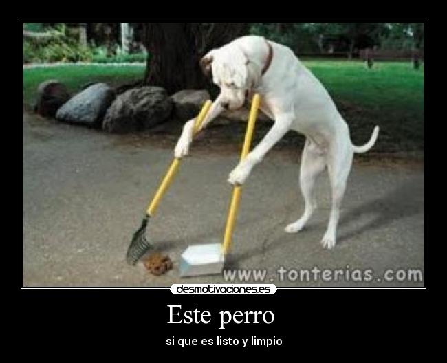 Este perro -