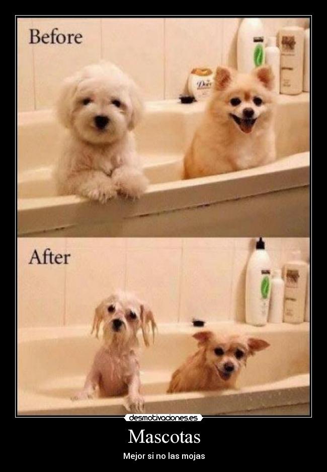 Mascotas - Mejor si no las mojas