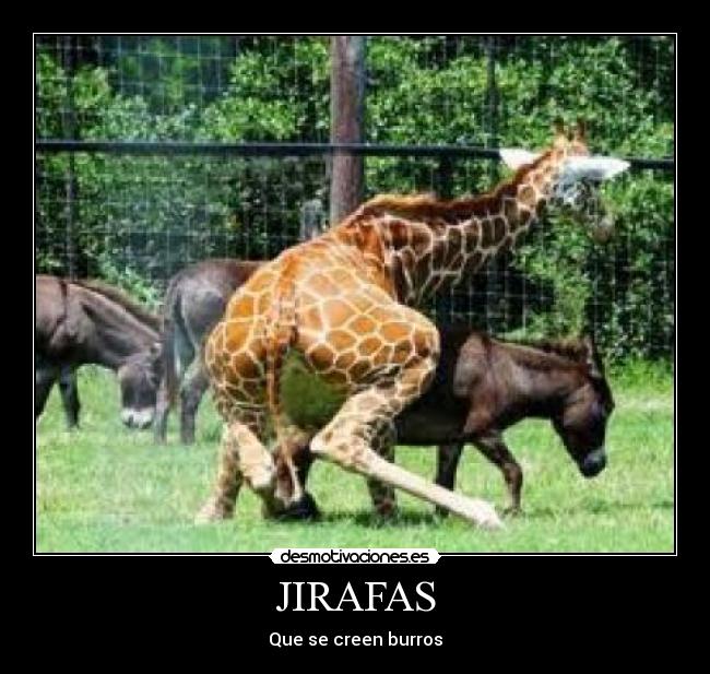 JIRAFAS - Que se creen burros