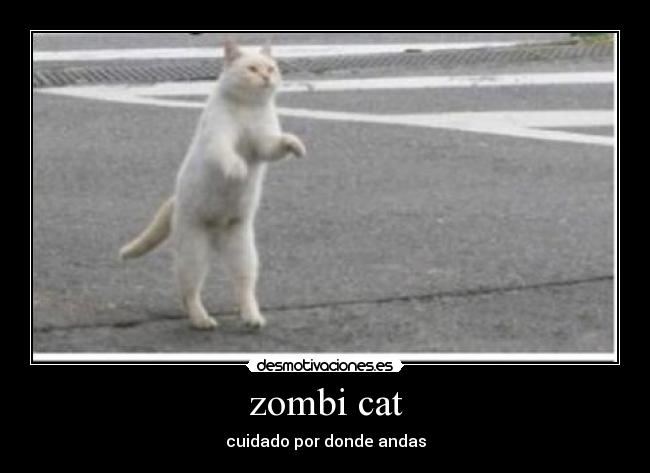 zombi cat - cuidado por donde andas