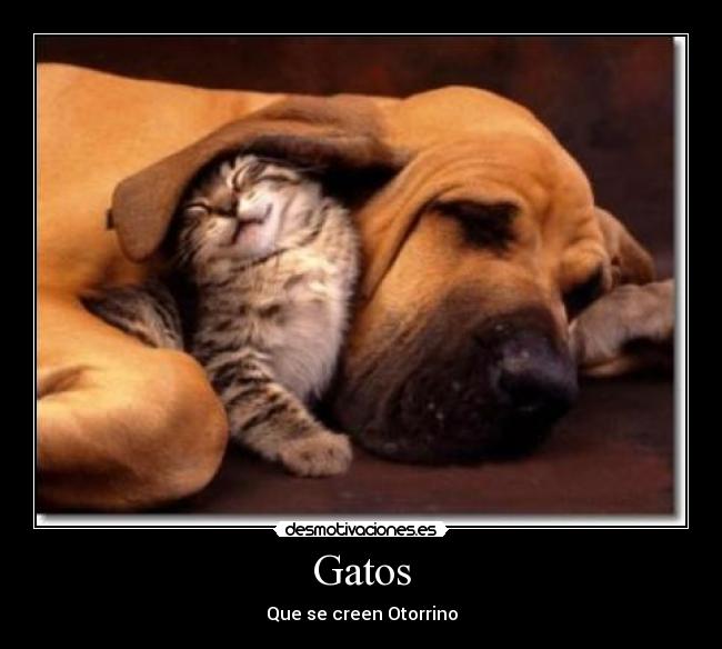 Gatos - Que se creen Otorrino