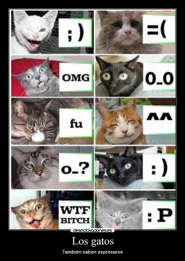 Los gatos - 