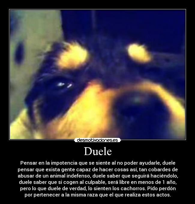 Duele - Pensar en la impotencia que se siente al no poder ayudarle, duele
pensar que exista gente capaz de hacer cosas así, tan cobardes de
abusar de un animal indefenso, duele saber que seguirá haciéndolo,
duele saber que si cogen al culpable, será libre en menos de 1 año,
pero lo que duele de verdad, lo sienten los cachorros. Pido perdón
por pertenecer a la misma raza que el que realiza estos actos.