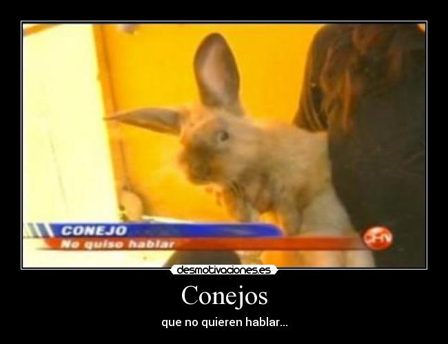 Conejos -