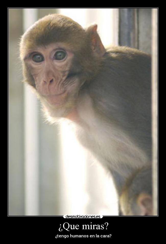 ¿Que miras? - ¿tengo humanos en la cara?
