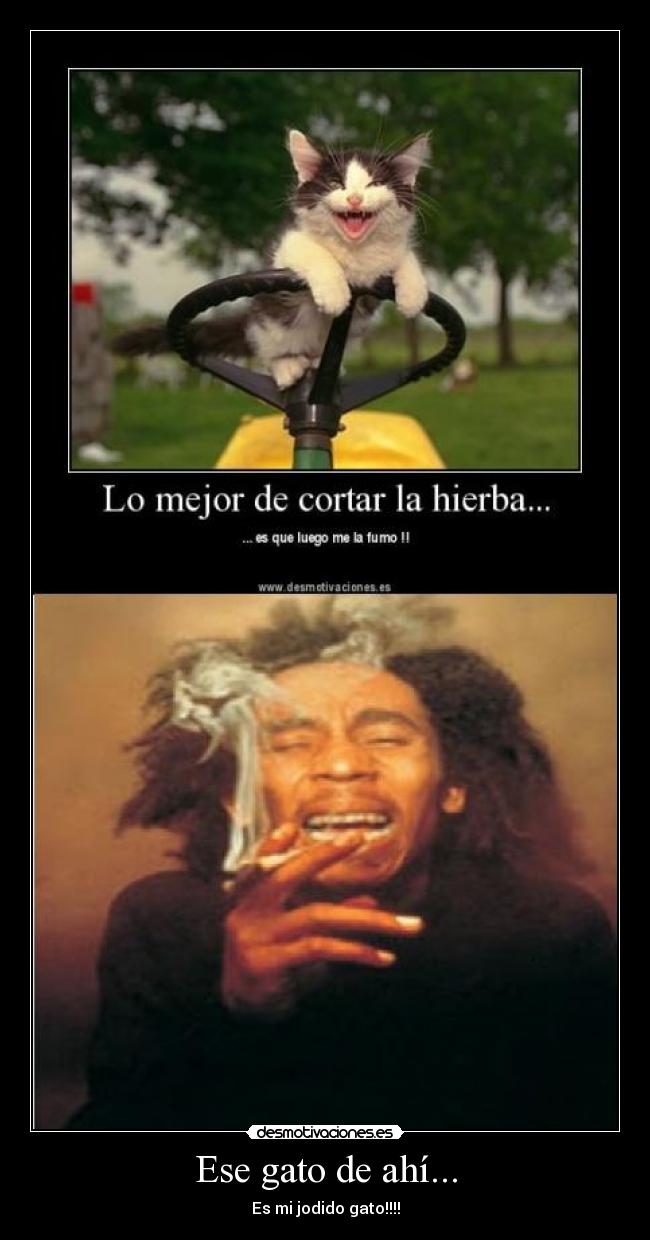 Ese gato de ahí... - Es mi jodido gato!!!!