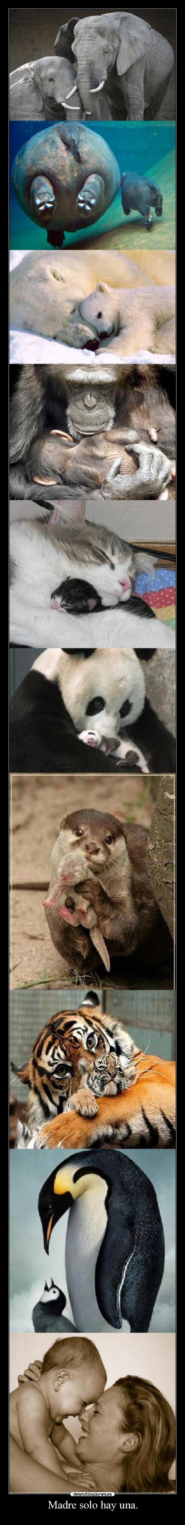 Madre solo hay una. -