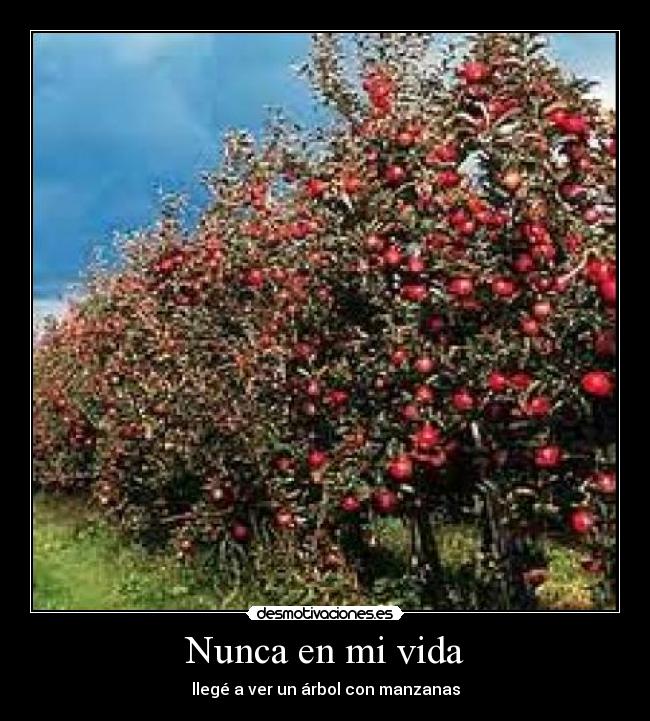 Nunca en mi vida - llegé a ver un árbol con manzanas