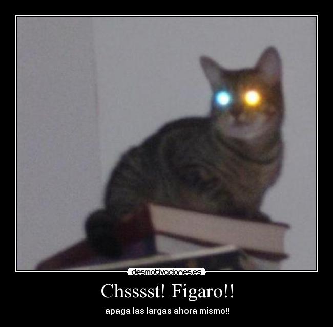 Chsssst! Figaro!! - apaga las largas ahora mismo!!