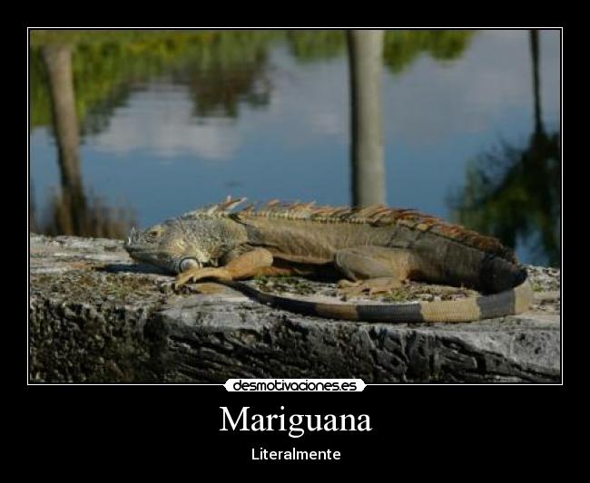 carteles iguana lago piedra descripcion desmotivaciones