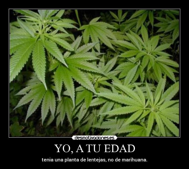 YO, A TU EDAD - tenia una planta de lentejas, no de marihuana.