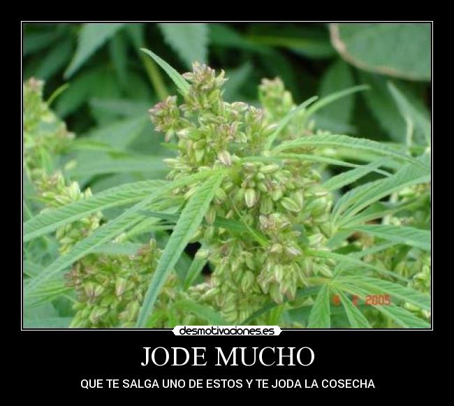 JODE MUCHO -