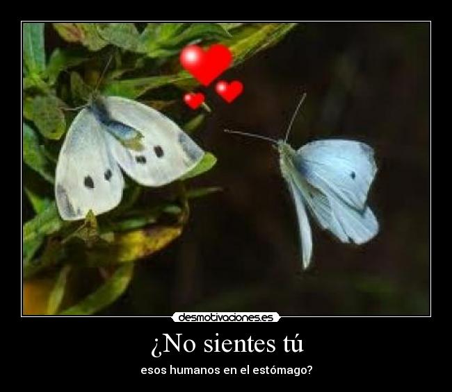 ¿No sientes tú -