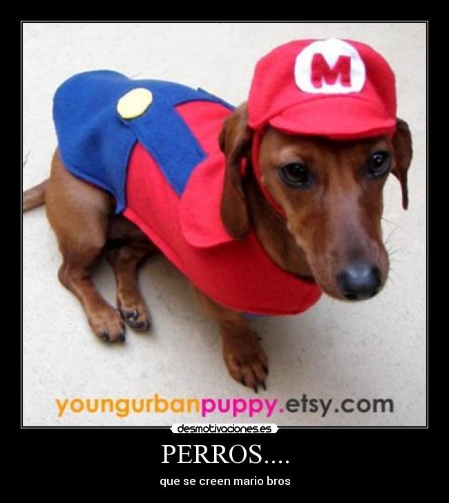 PERROS.... - 