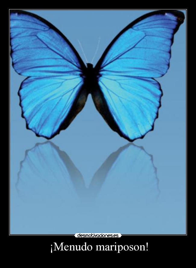 ¡Menudo mariposon! -