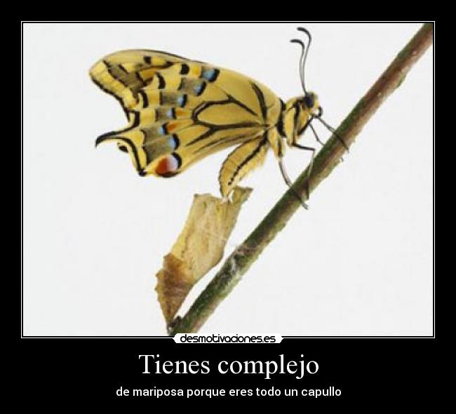 Tienes complejo - de mariposa porque eres todo un capullo