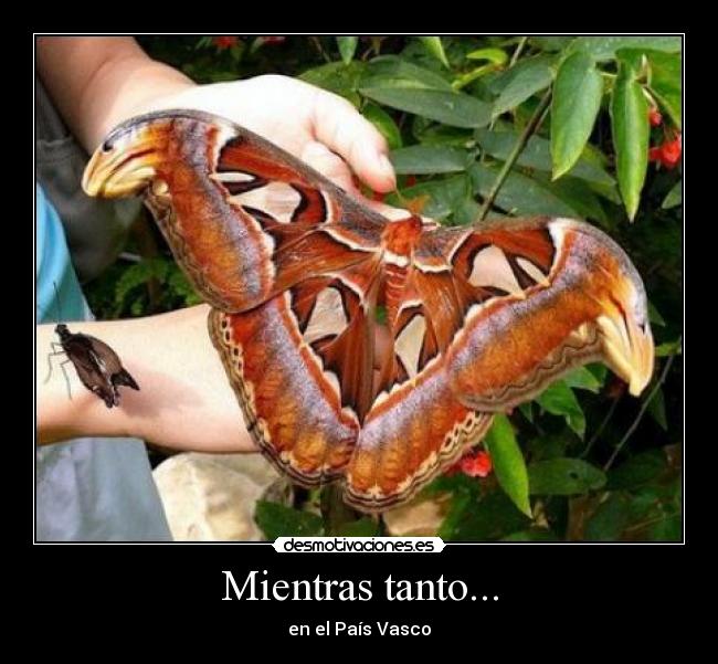 Mientras tanto... - en el País Vasco