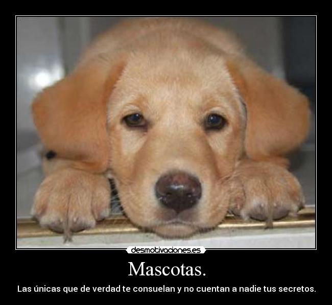 Mascotas. -