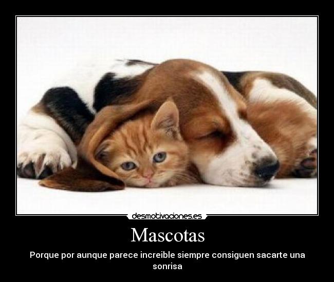 Mascotas -