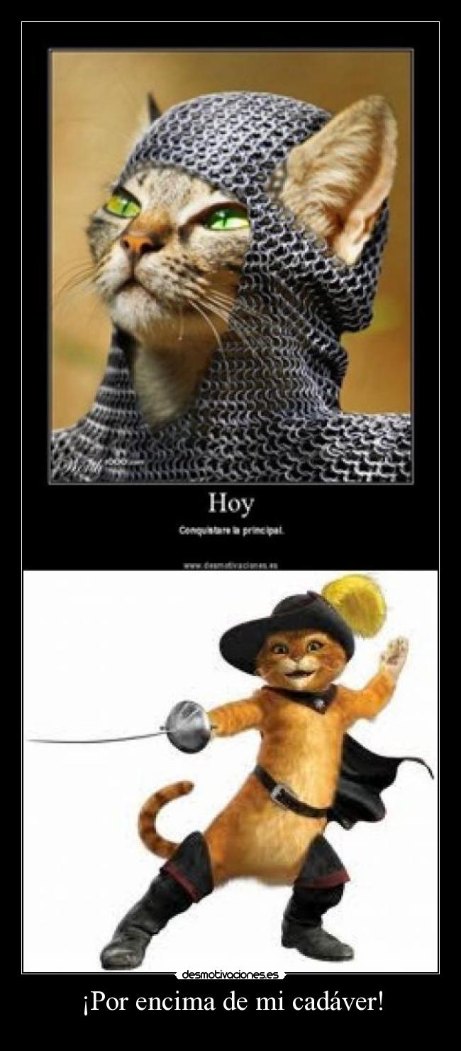 carteles gato desmotivaciones