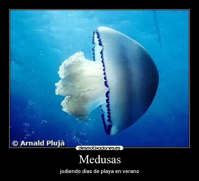 Medusas - 