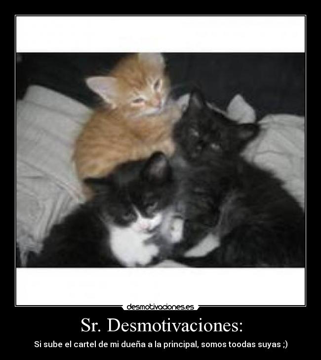 Sr. Desmotivaciones: - Si sube el cartel de mi dueña a la principal, somos toodas suyas ;)