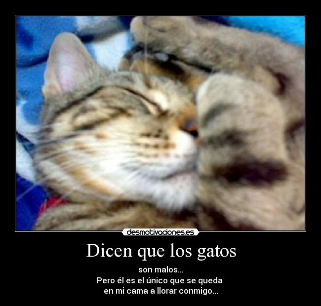Dicen que los gatos -
