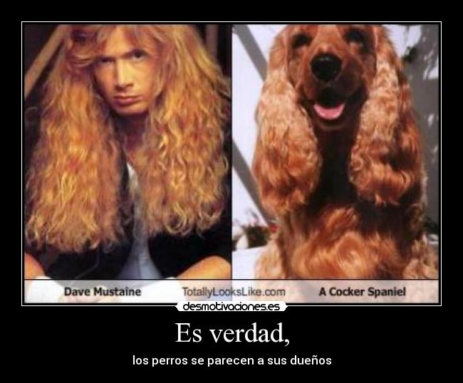 Es verdad, - los perros se parecen a sus dueños