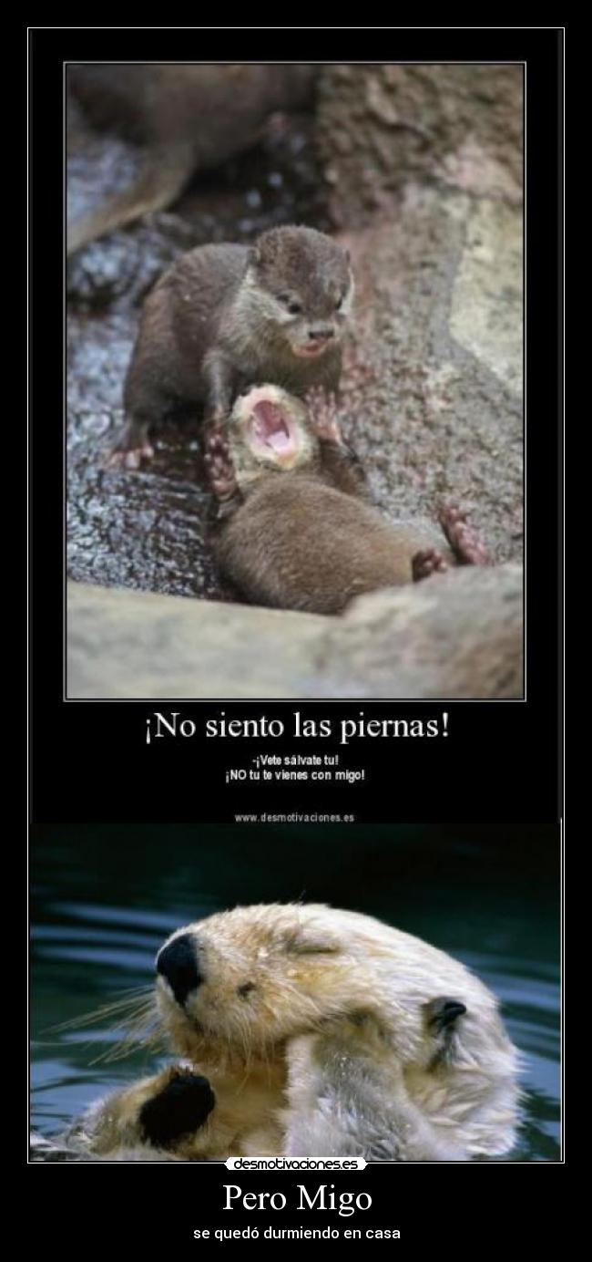Pero Migo - se quedó durmiendo en casa