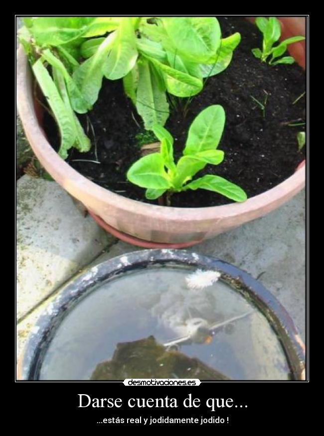 Darse cuenta de que... - ...estás real y jodidamente jodido !