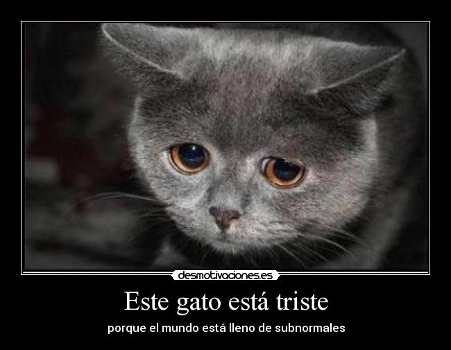 Este gato está triste - porque el mundo está lleno de subnormales