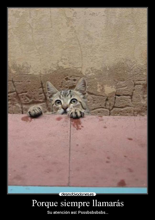 Porque siempre llamarás - Su atención así: Psssbsbsbsbs...