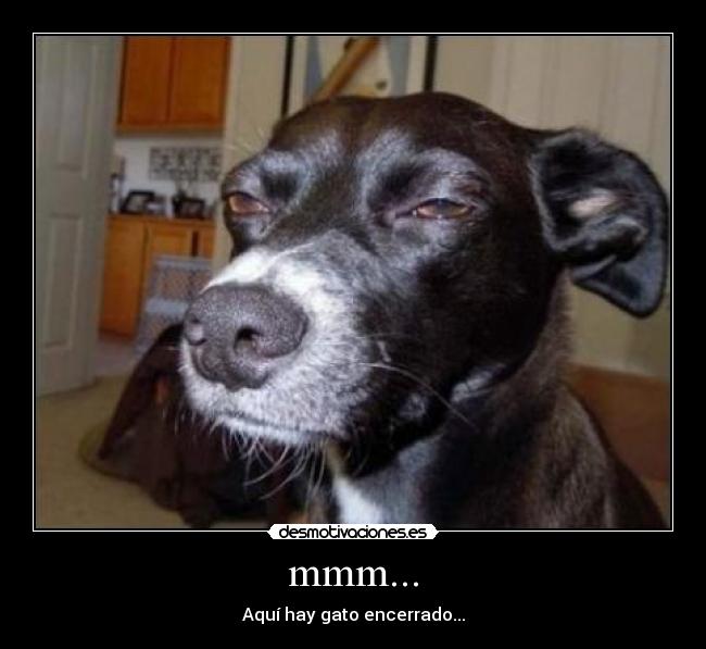 mmm... - Aquí hay gato encerrado...