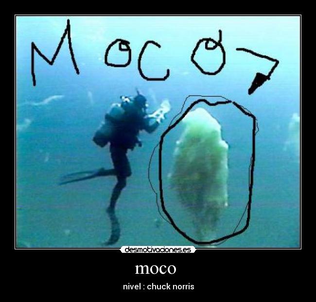 moco - nivel : chuck norris
