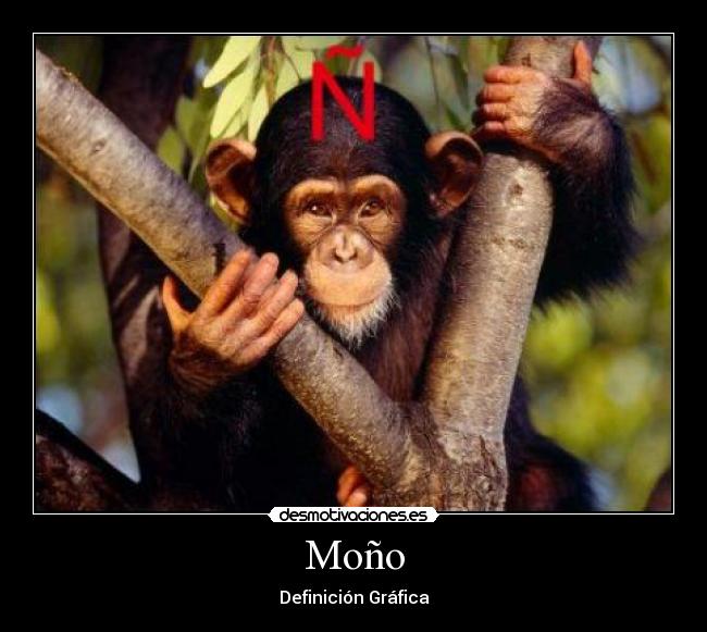 Moño -