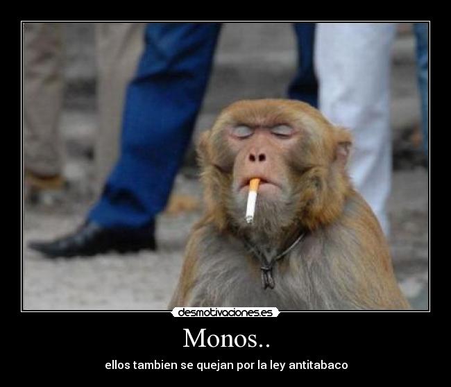 Monos.. - ellos tambien se quejan por la ley antitabaco