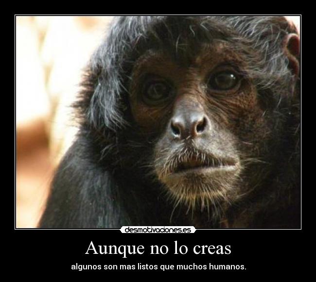 Aunque no lo creas -