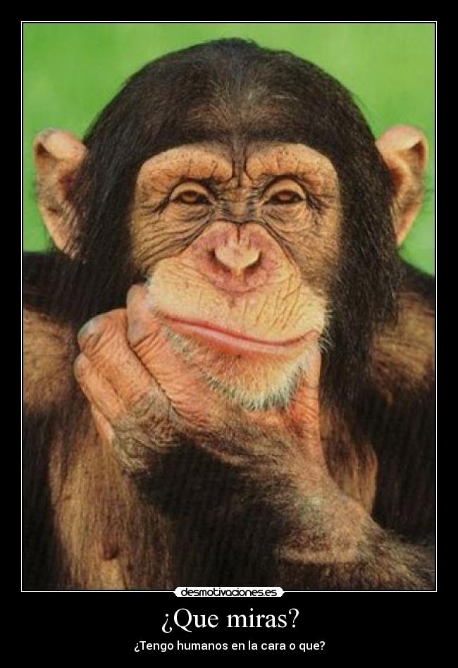 ¿Que miras? - ¿Tengo humanos en la cara o que?