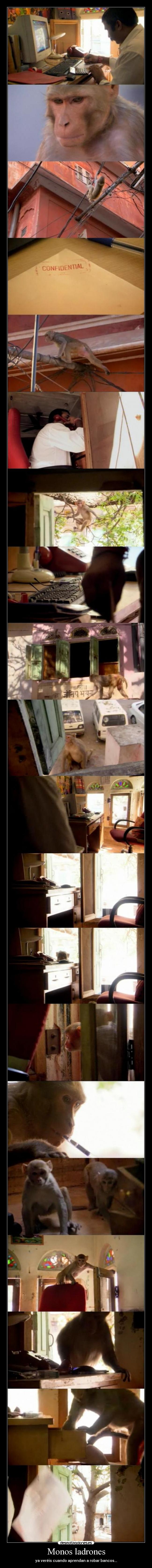 Monos ladrones - ya veréis cuando aprendan a robar bancos...