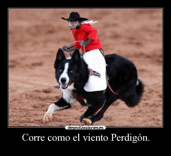 Corre como el viento Perdigón. -