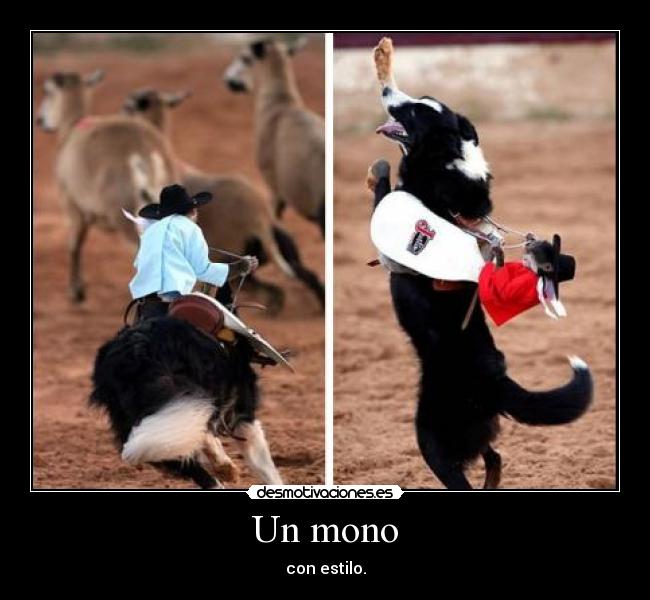 Un mono -