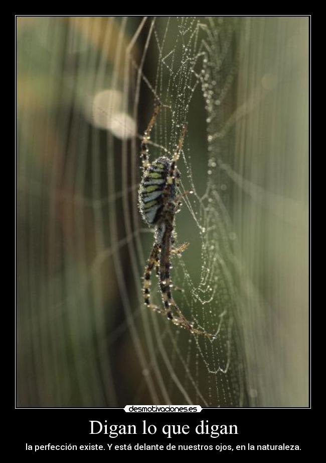 carteles digan lo que la perfeccion existe estar delante nuestros ojos naturaleza arana mund desmotivaciones